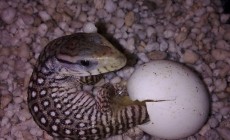 Varanus exanthematicus – waran stepowy – raport rozmnożeniowy
