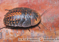 Karaczany – hodowla