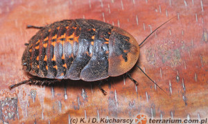 Karaczany – hodowla