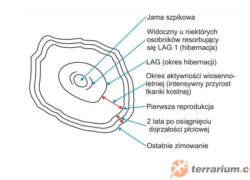 Sposoby określania wieku u płazów i gadów