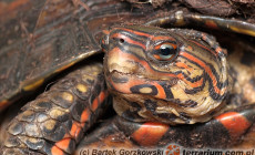 Rhinoclemmys pulcherrima – żółw leśny malowany*, żółw leśny ozdobny**