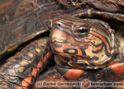 Rhinoclemmys pulcherrima – żółw leśny malowany*, żółw leśny ozdobny**