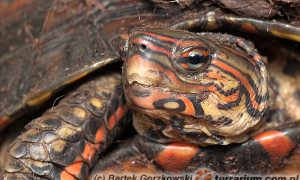 Rhinoclemmys pulcherrima – żółw leśny malowany*, żółw leśny ozdobny**