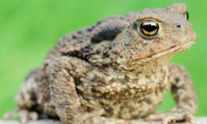 Bufo bufo – ropucha szara