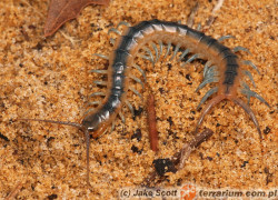 Scolopendra viridis