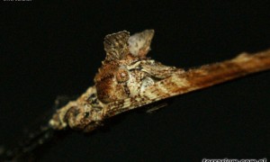 Phenacephorus latifemur