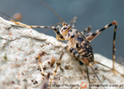 Phaeophilacris bredoides – śpieszek jaskiniowy