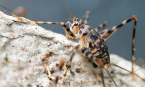 Phaeophilacris bredoides – śpieszek jaskiniowy