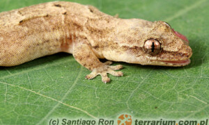 Lepidodactylus lugubris – gekon płaczący