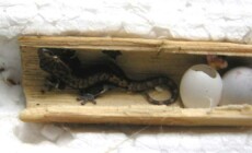 Lepidodactylus lugubris – gekon płaczący – raport rozmnożeniowy