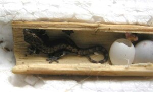 Lepidodactylus lugubris – gekon płaczący – raport rozmnożeniowy