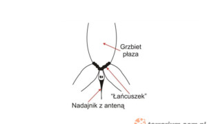 Telemetria w badaniach owadów i płazów