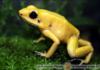 Phyllobates terribilis – liściołaz żółty