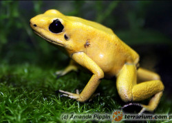 Phyllobates terribilis – liściołaz żółty