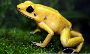 Phyllobates terribilis – liściołaz żółty