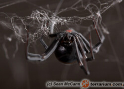 Latrodectus spp. – czarne wdowy