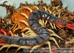 Scolopendra subspinipes