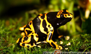 Dendrobates leucomelas – drzewołaz żółtopasy