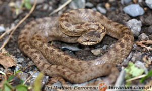 Coronella austriaca – gniewosz plamisty