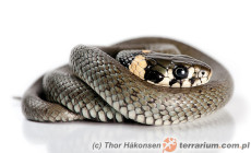 Natrix natrix – zaskroniec zwyczajny