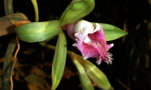 Orchidaceae – storczyki