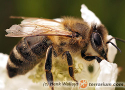 Apis mellifera – pszczoła miodna