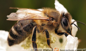 Apis mellifera – pszczoła miodna