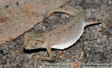 Brookesia therezieni