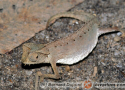 Brookesia therezieni