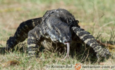 Varanus varius – waran kolorowy