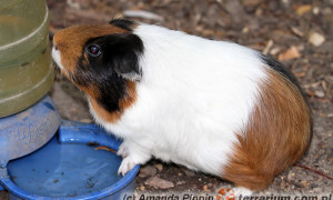 Cavia porcellus – kawia domowa, świnka morska*