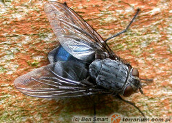 Diptera – muchówki