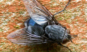 Diptera – muchówki