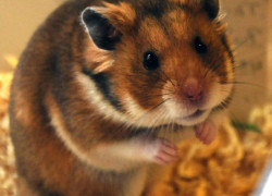 Mesocricetus auratus – chomik syryjski