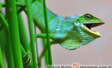 Bronchocela jubata – agama
