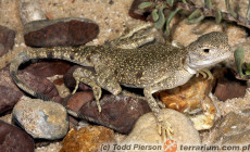 Phrynocephalus maculatus – krągłogłówka plamista