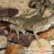 Phrynocephalus maculatus – krągłogłówka plamista