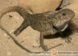 Calotes versicolor – agama ogrodowa