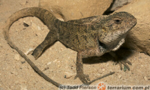 Calotes versicolor – agama ogrodowa