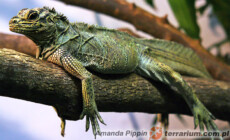 Hydrosaurus pustulatus – filipińska agama żaglowa*