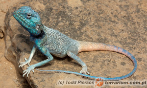 Pseudotrapelus sinaitus – agama synajska