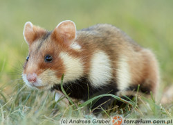 Cricetus cricetus – chomik europejski