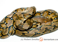 Python reticulatus – pyton siatkowany