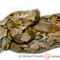 Python reticulatus – pyton siatkowany