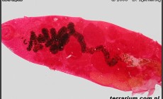 Pasożyty zwierzęce płazów