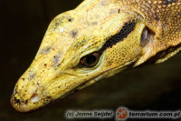 Varanus cumingi – waran Cuminga