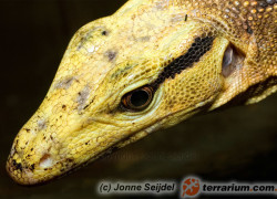 Varanus cumingi – waran Cuminga