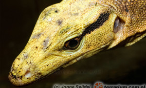 Varanus cumingi – waran Cuminga