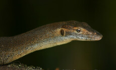 Varanus mertensi – waran Mertensa