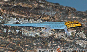 Lygodactylus luteopicturatus – gekon żółtogłowy